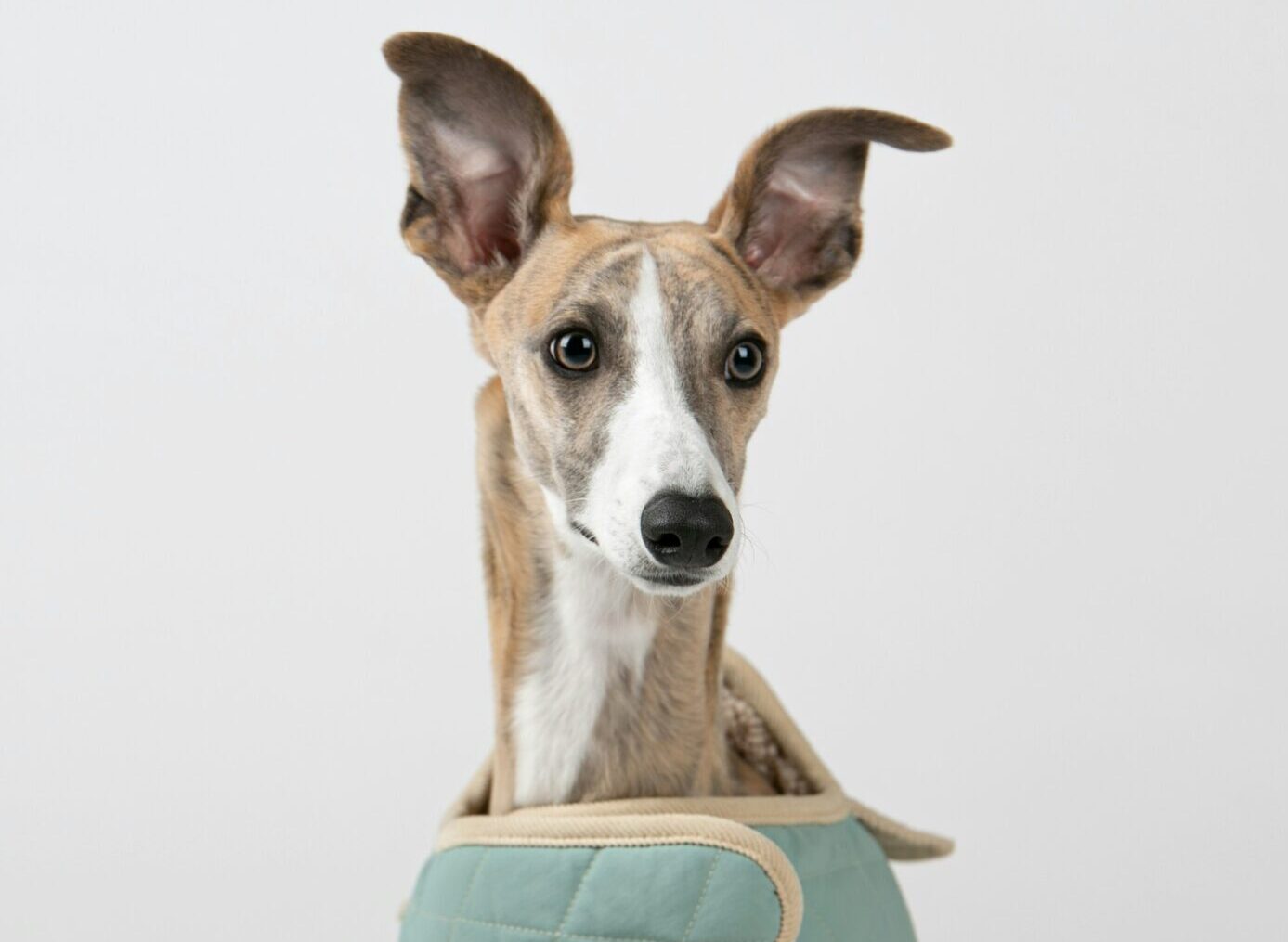 Physiotherapie Hund Katze Pferd