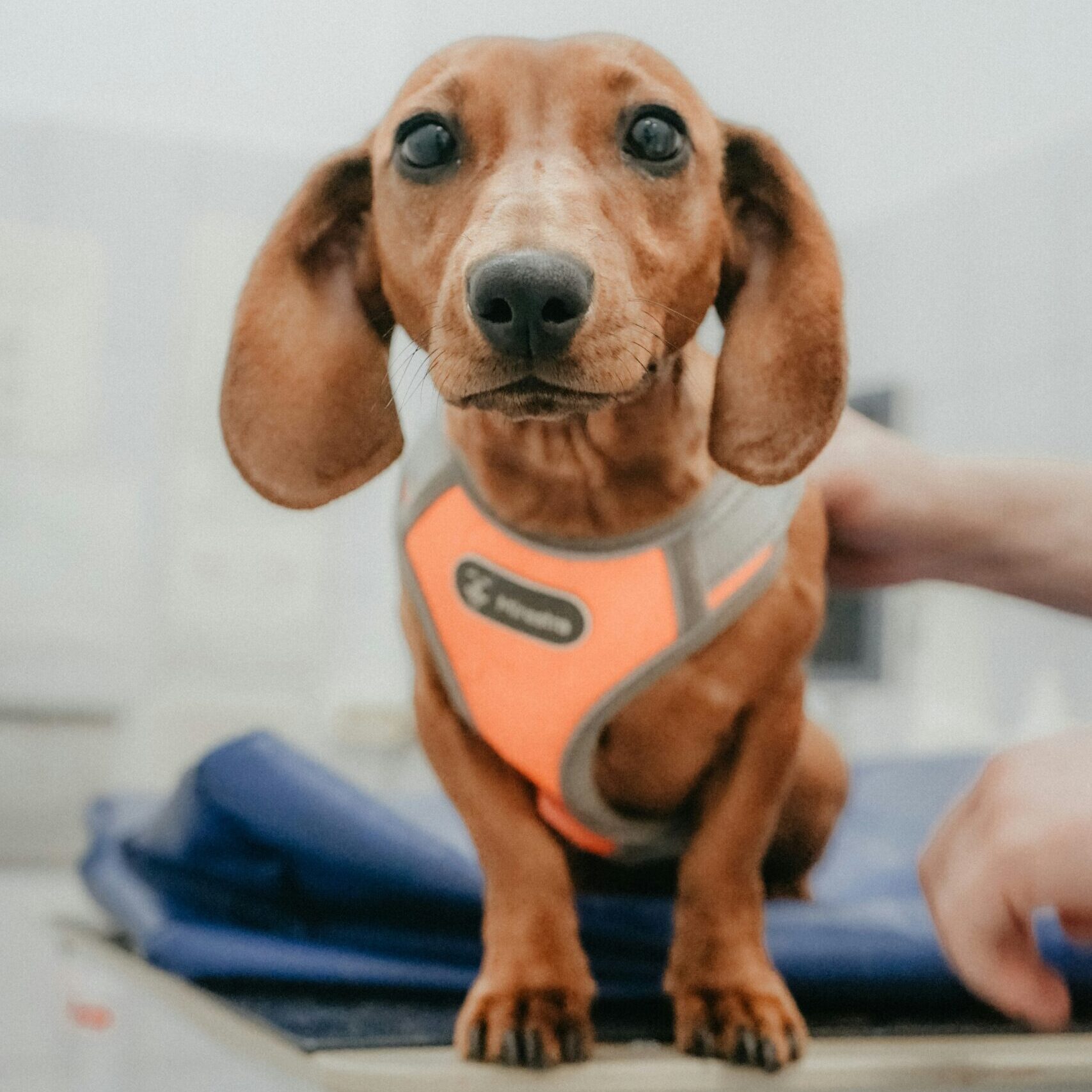 Erstbefund Physiotherapie Hund